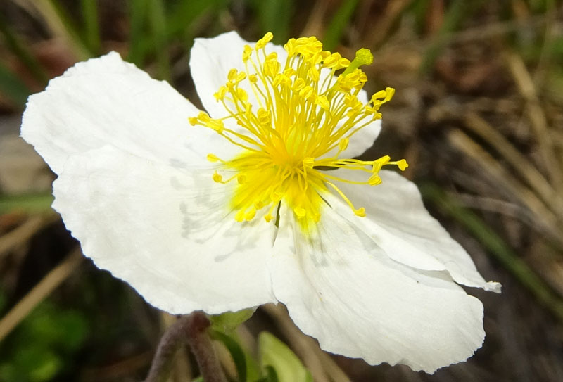 Helianthemum apenninum - Cistaceae